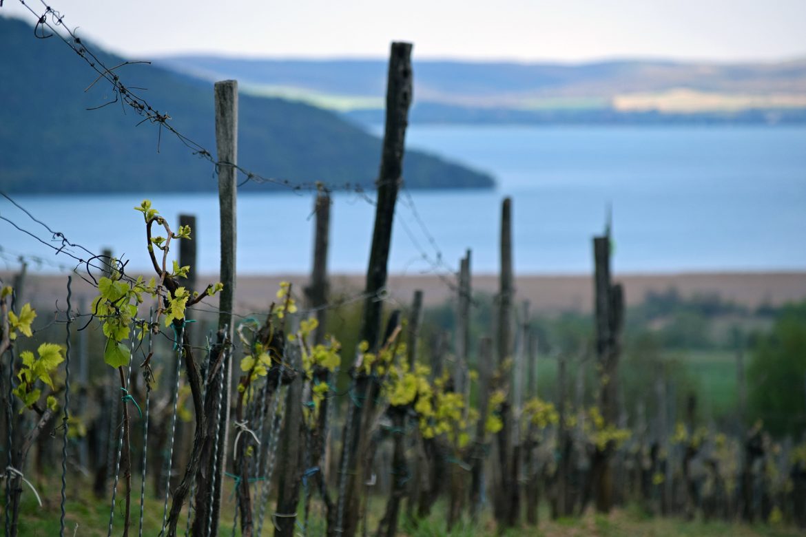 Bor – élmény – turizmus