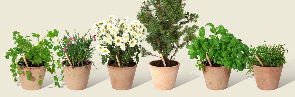 Egy ceruza, ami koktélparadicsomot terem – Magyarországon is elérhető az ültethető ceruza