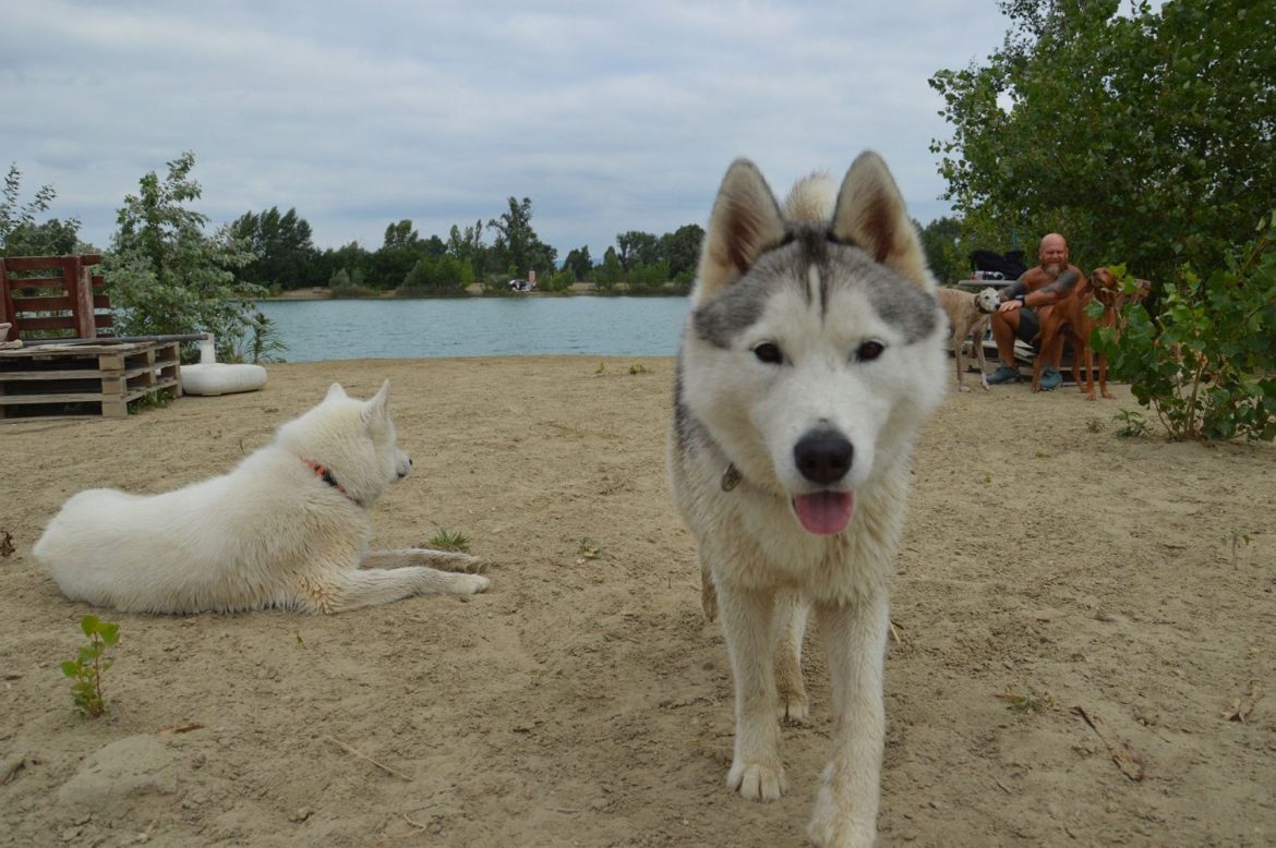 21 úti cél kutyás csobbanáshoz: itt a friss kutyabarát strand lista!